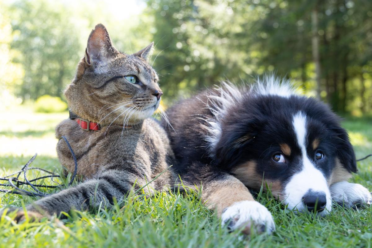 five dog breeds that like cats | Collies Life