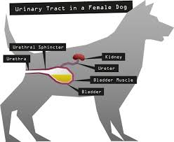 images?q=tbn:ANd9GcRxYc uIwgn7KJ086e0FgN4fVMe8bJm6b2SXA&usqp=CAU | Collies Life