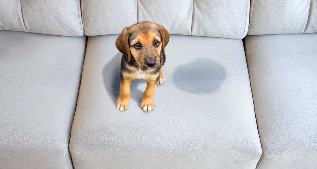 urinary incontinence in dogs new | Collies Life