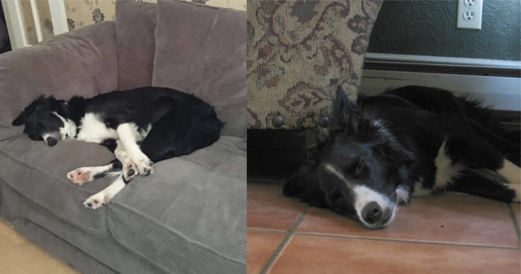 DO BORDER COLLIES LIKE SLEEPING OUTSIDE IN WINTER? | COLLIES LIFE CC213D3D 6871 4B09 BAD6 209C8E0AC2CD | Collies Life