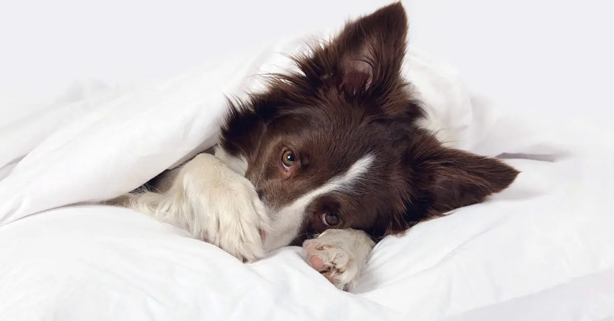 DO BORDER COLLIES LIKE SLEEPING OUTSIDE IN WINTER? | COLLIES LIFE Dog Diarrhea | Collies Life