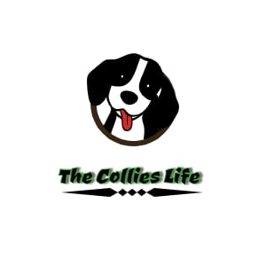 Collies Life