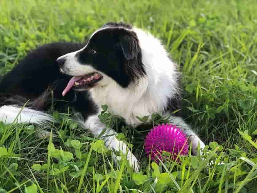 Are border collies chewers