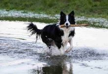 Photo of Is border collie a good off-leash dog