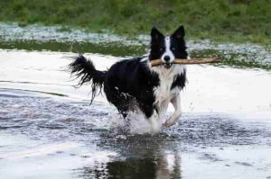 is border collie a good off leash dog