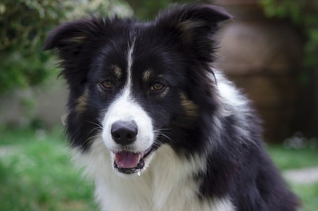 Border collies get attached to one person
