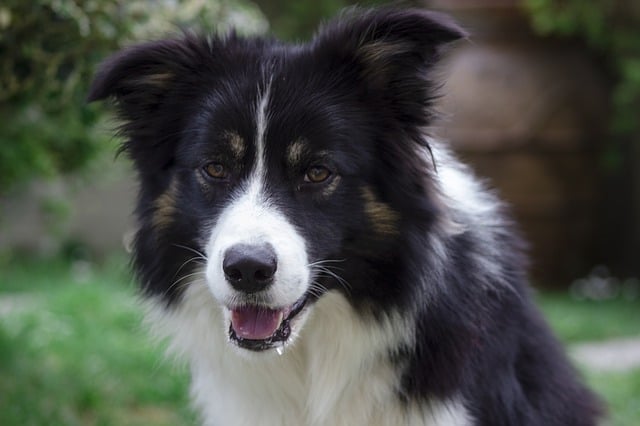 42 Do Border Collies Bark A Lot Reddit Ideas Boderman