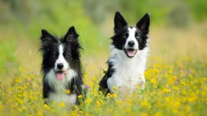 Do Border collies need another dog