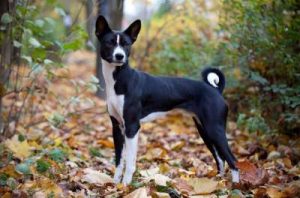 How much do border collies weight