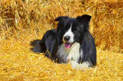 How often should a collie be bathed