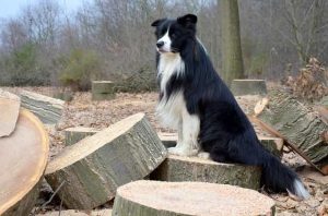 Is it OK to shave border collies