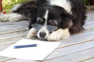 What is the average IQ of a Border collie