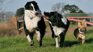 Photo of Which is better male or female Border collie
