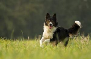 Why are border collies so needy