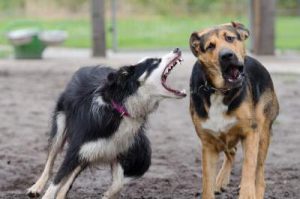 Why is my border collie so aggressive