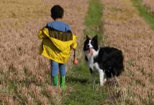 Photo of Will border collies protect their owners