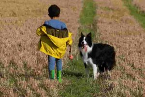 Will border collies protect their owners