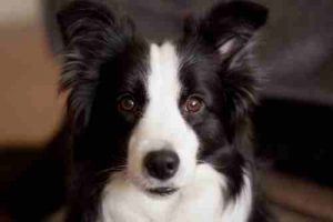 Do Border collies have poor eyesight