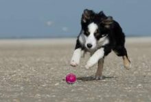 Photo of How do you mentally stimulate a Border collie puppy