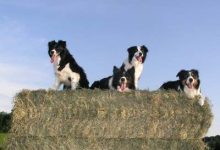 Photo of Are border collies jealous dogs
