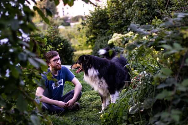 a border collie who bites