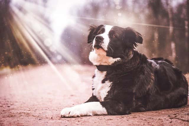 Can Border Collies tolerate hot weather