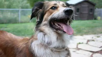 Photo of What do I need to know about my Australian shepherd border collie