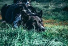 Photo of Why does my border collie cry