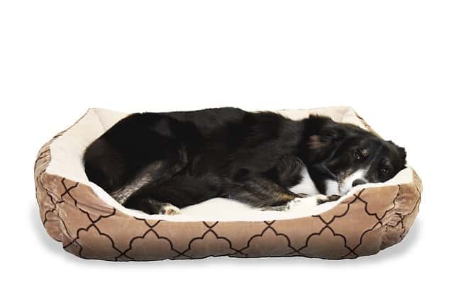 How many hours should a border collie sleep