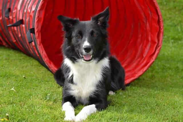 10 signs your Border collie has cancer