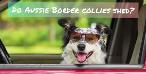 Do Aussie Border collies shed
