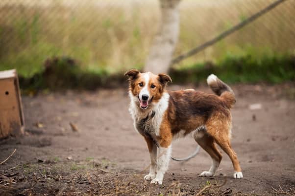 Which dog is smarter Border collie or Australian shepherd
