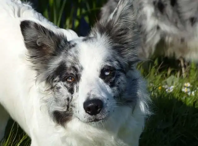 Do Merle Border collies have more health problems