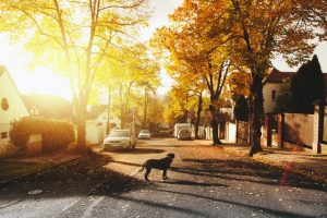 Dog Friendly Parks In Canberra, ACT