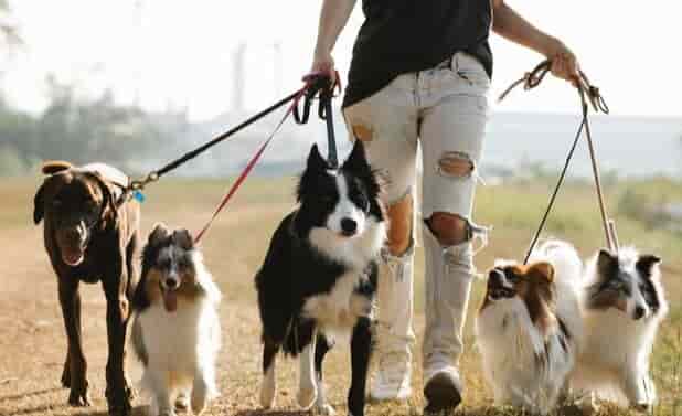 How do you tell if your dog is an Australian shepherd or border collie