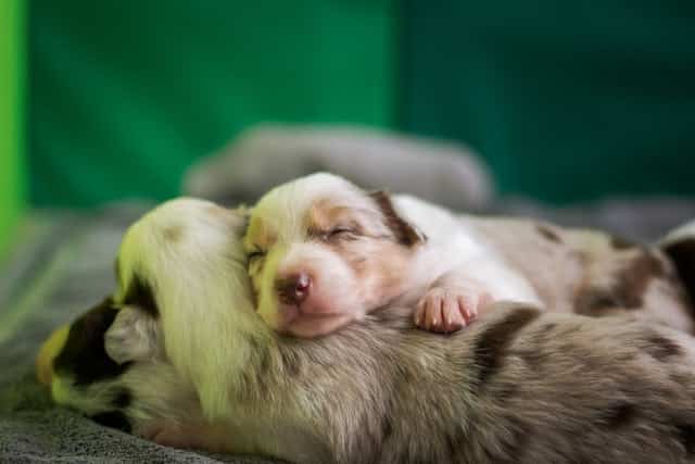 Border collie sleeping habits complete guide