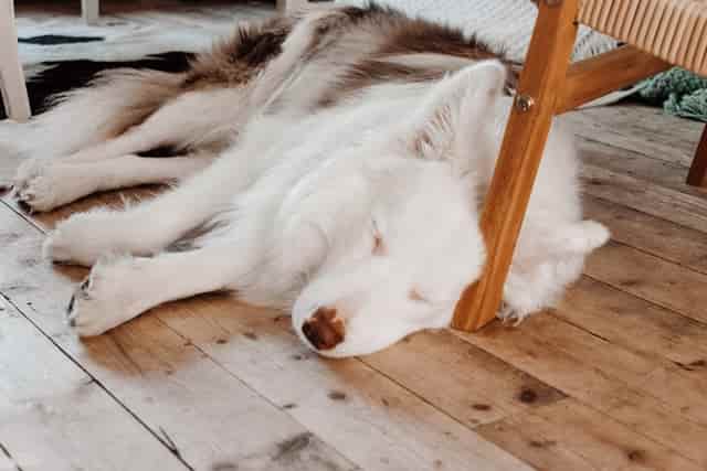 Can border collies sleep outside in winter