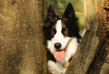Photo of What are the different types of border collies