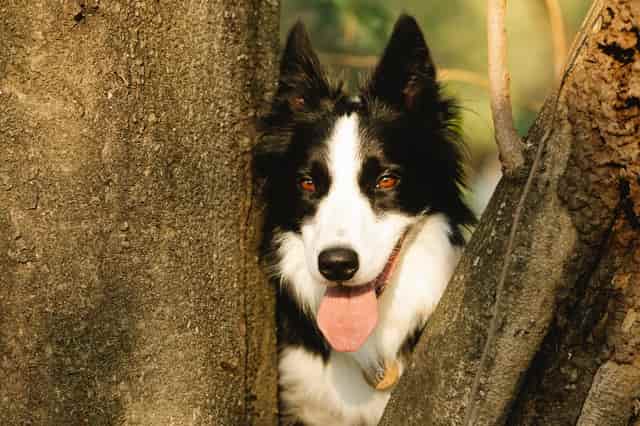 What are the different types of border collies