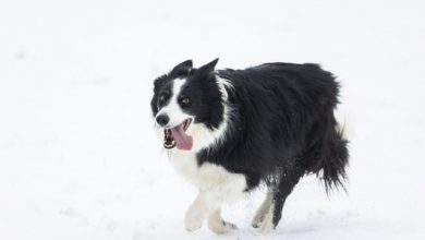 Photo of What should I do after getting my border collie dog neutered