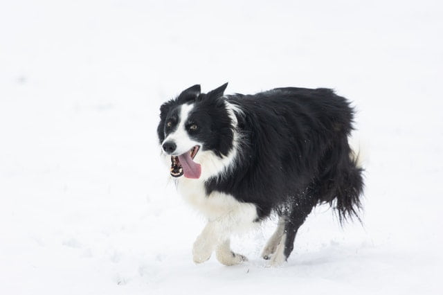 What should I do after getting my border collie dog neutered