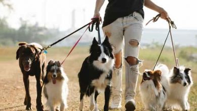 Photo of Differences between different types of Border collies