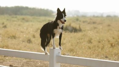 what is a border collies iq