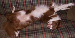 why do border collies sleep on their backs