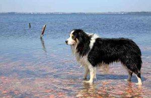 Pros and cons of owning a border collie dog