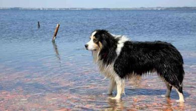 Photo of Pros and cons of owning a border collie dog