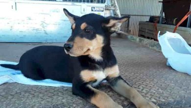 Photo of Kelpie X Border Collie (All you need to know about this breed)