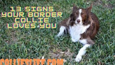 Photo of Are Border Collies Affectionate? 13 Signs your BC Loves You