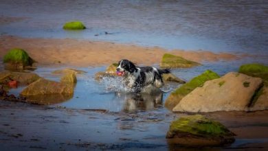 Photo of DO BORDER COLLIES LIKE WATER AND SWIMMING