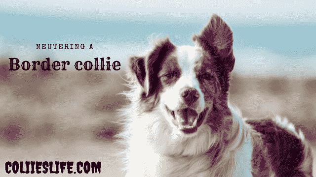 Major Reasons Behind Neutering a Border Collie min | Collies Life